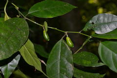 Gomphandra tetrandra